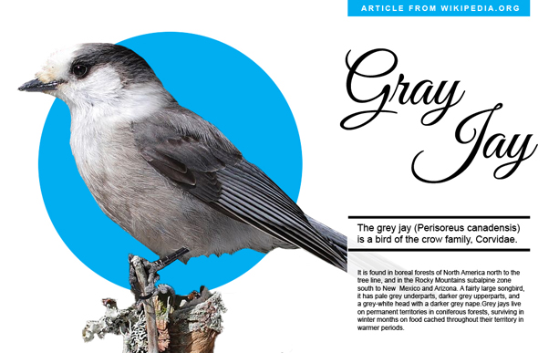 Gray Jay article designed by Frank Toth